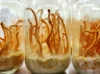 Cordyceps